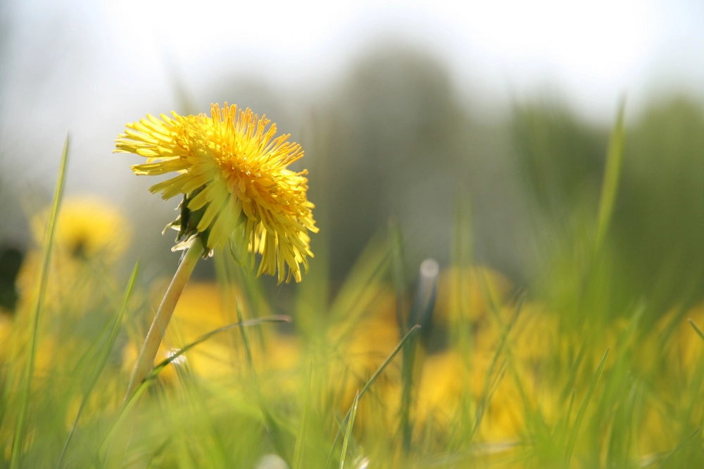 Weeding Out The Dandelions In Your Life