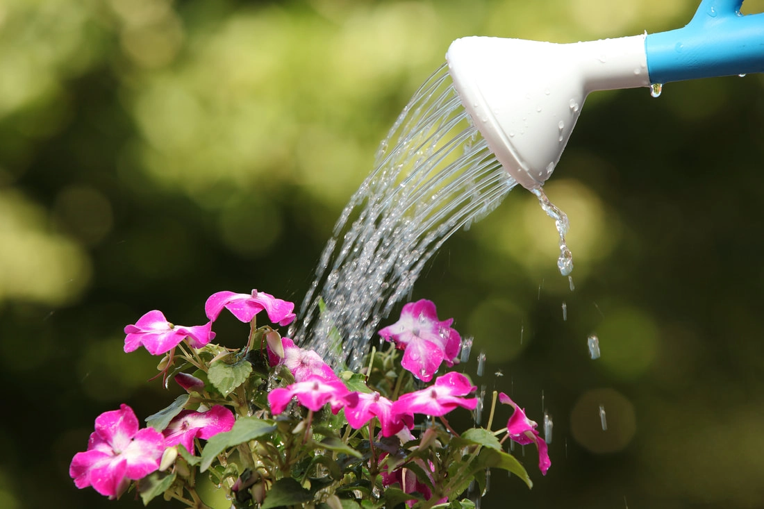 Are Your Relationships Well Watered Or Wilting?