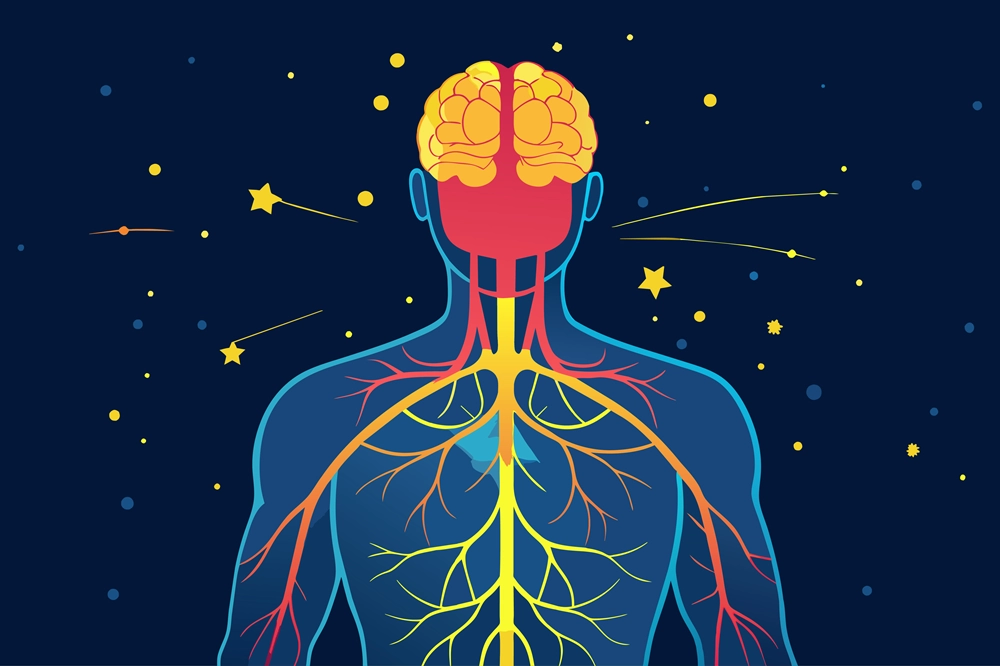 Illustration of the human nervous system showing the brain and neural pathways in vibrant colors